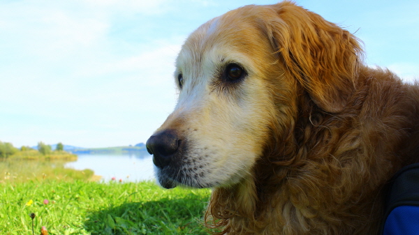 dog